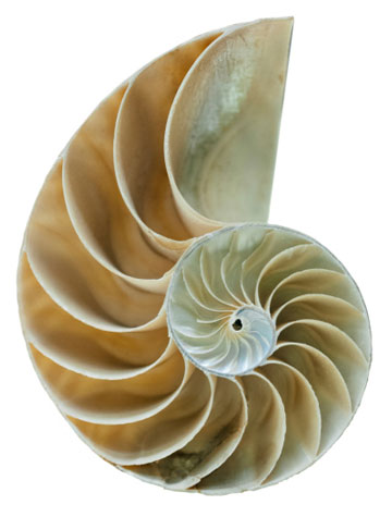 A spiral shaped sea shell.