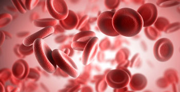 Red blood cells viewed under a microscope.