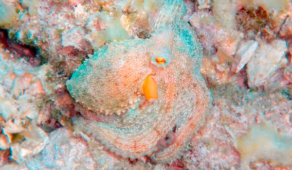 An octopus in camouflaged into coral.