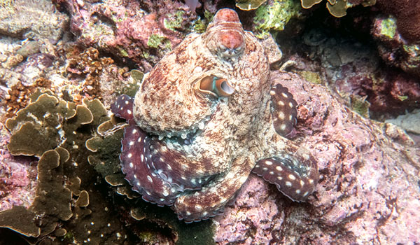 An octopus in camouflaged into a reef.