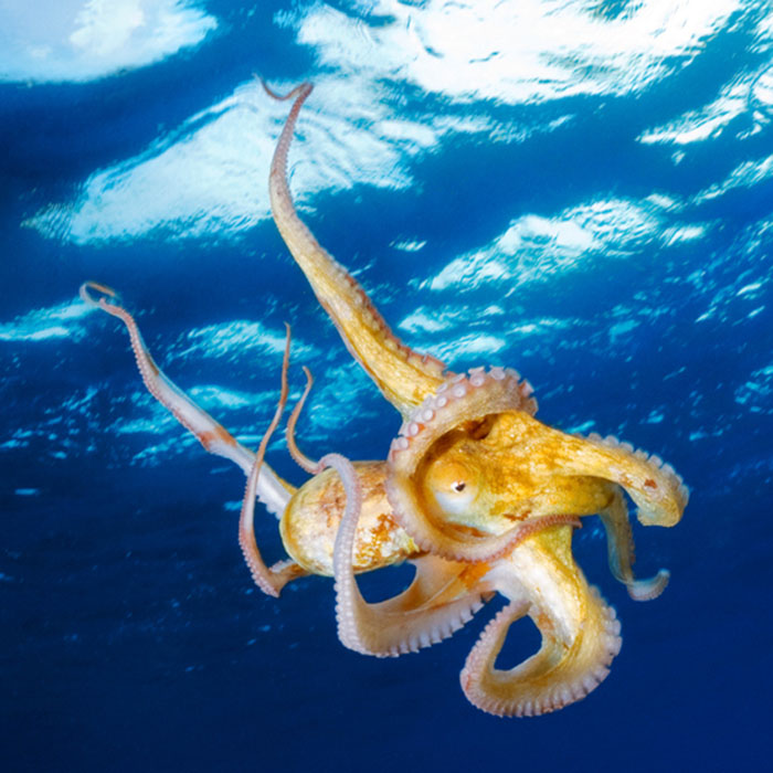 An uncamouflaged octopus