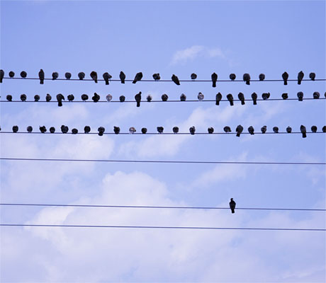 Birds sitting on parallel wires