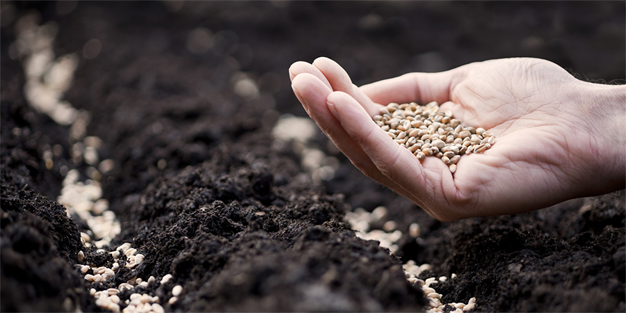 A farmer's hand scattering wheat seeds in rows