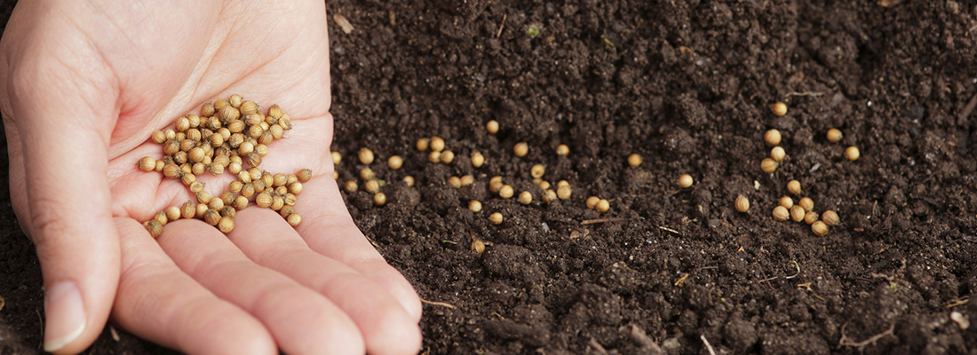 A farmer's hand scattering cilantro seeds