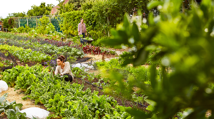 Vegetables growing in rows