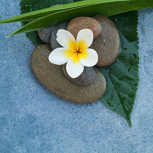 A flower with 5 petals