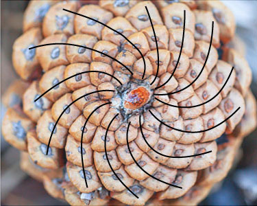 Pine cone with 13 spirals