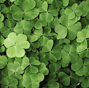 Lots of green clovers