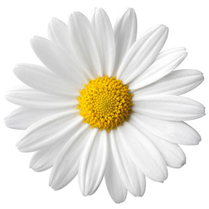 A daisy with 21 petals.