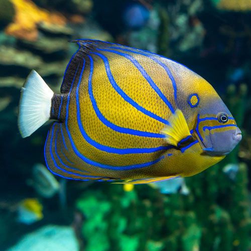 An colourful angelfish.
