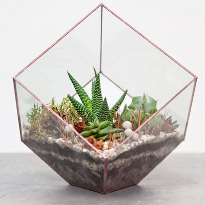 Plants and soil inside of a fancy glass case.
