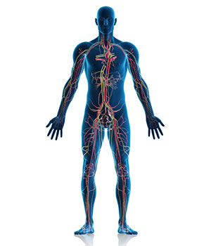 A representation of the circulatory systems that run through the human body.