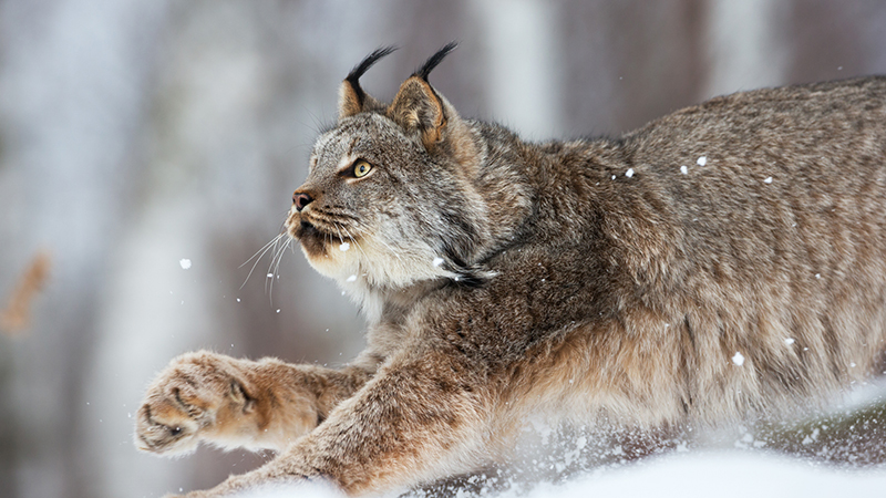 Canadian lynx on the prowl
