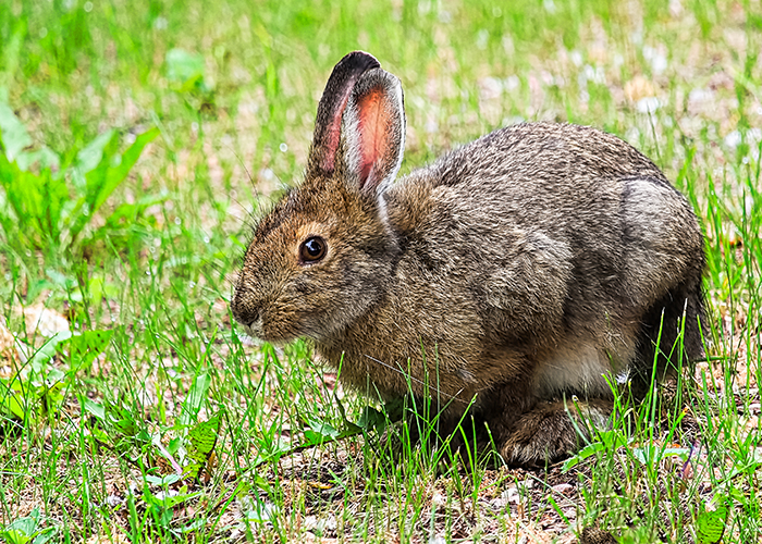 A snowshoe hare in the grass