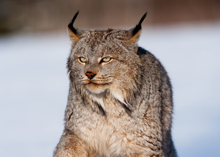 A lynx.