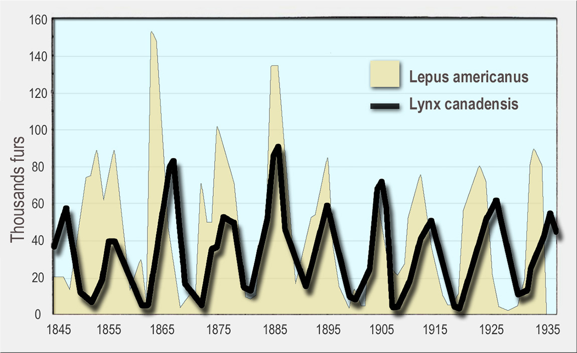 Graphs of pelt sales of Canadian Lynx and Showshoe Hare 1845-1935. Both graphs rise and fall in an approximately sinusoidal manner. The peaks of the lynx graph appears to be phase-shifted to the right, with respect to the hare graph.
